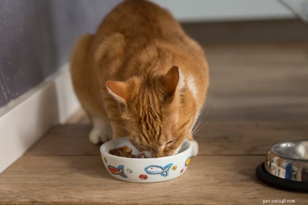 Det bästa kattfodret för njursjukdomar 2022