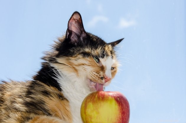 Jsou veganské diety zdravé pro kočky?