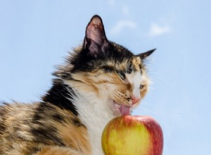 Är vegankost hälsosam för katter?