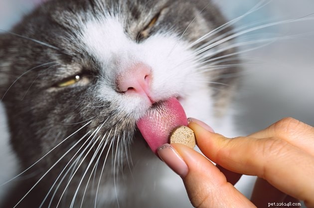 Nejlepší probiotika pro kočky v roce 2022