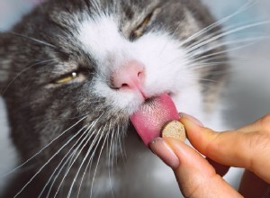 De bästa probiotika för katter 2022