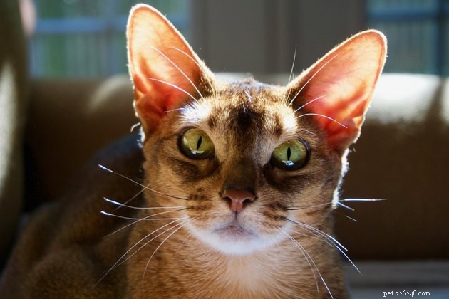 Les meilleurs nettoyeurs d oreilles pour chat en 2022