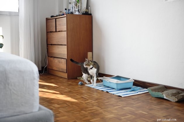 Comment aider votre chat à aimer sa litière