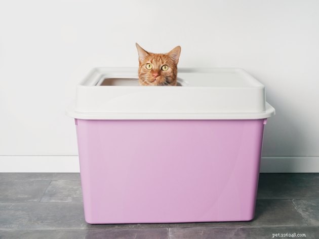 あなたの猫が彼らのトイレを愛するのを助ける方法 