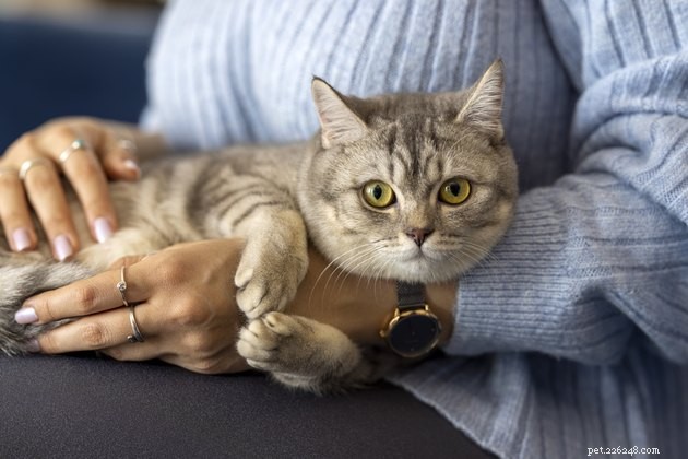 Hoe u uw kat kunt helpen van hun kattenbak te houden