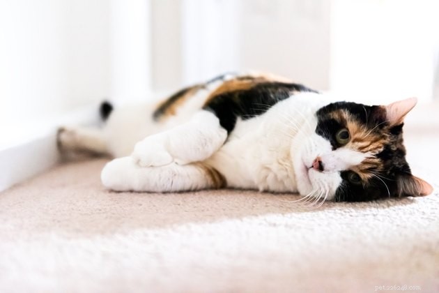 Är kattdepression verklig?