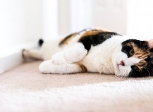 猫のうつ病は本当ですか？ 