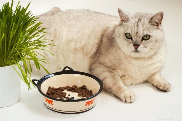 Les meilleurs aliments pour chats pour perdre du poids en 2022