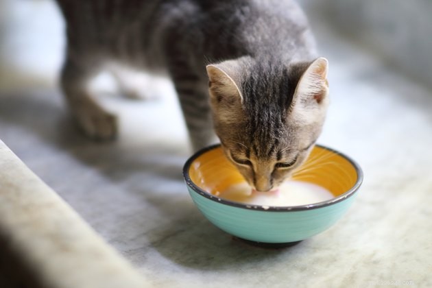 Por que os gatos adoram laticínios? (E eles devem ter?)