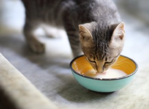 Perché i gatti amano i latticini? (E dovrebbero averlo?)