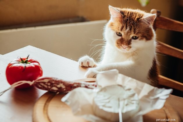 Perché i gatti amano i latticini? (E dovrebbero averlo?)