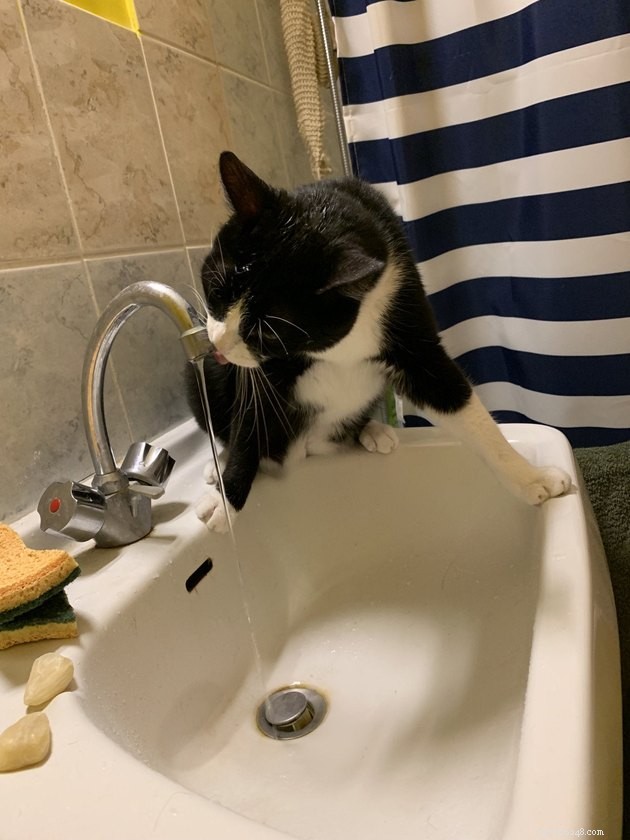 16 katter som är helt besatta av vatten