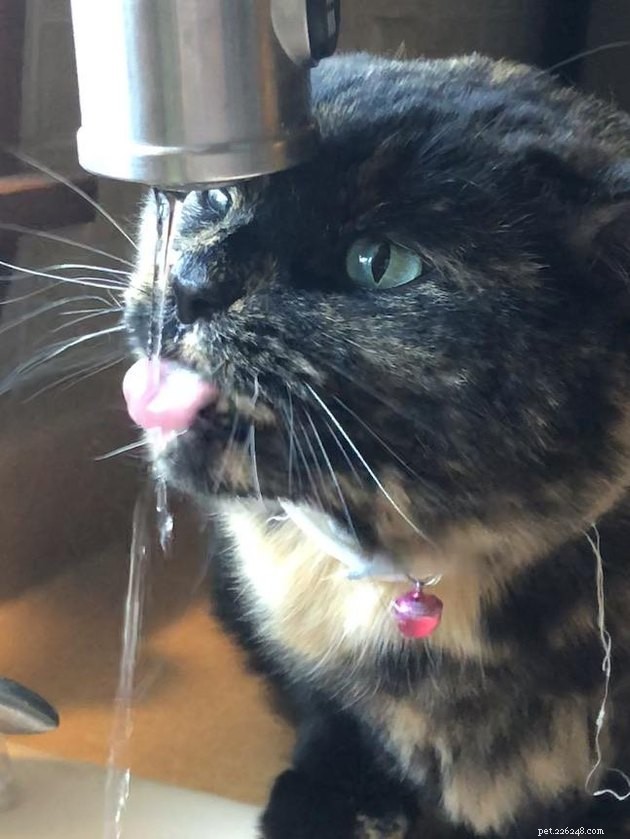 16 koček, které jsou zcela posedlé vodou