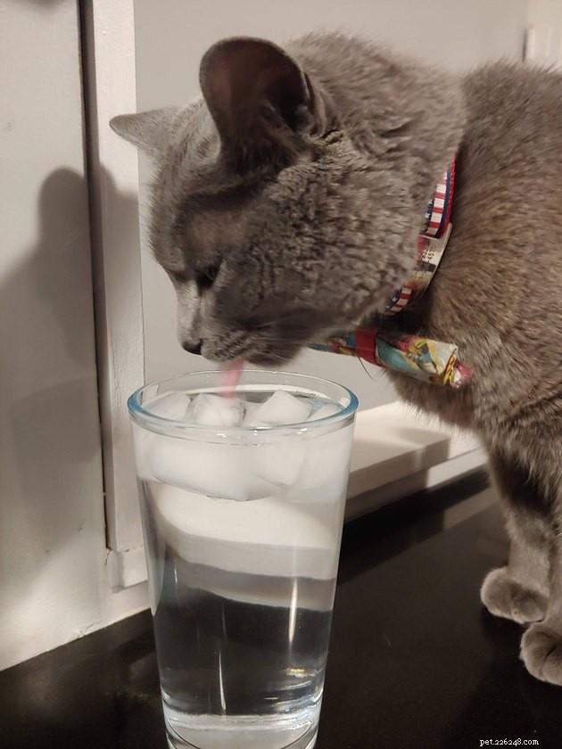 16 gatti totalmente ossessionati dall acqua