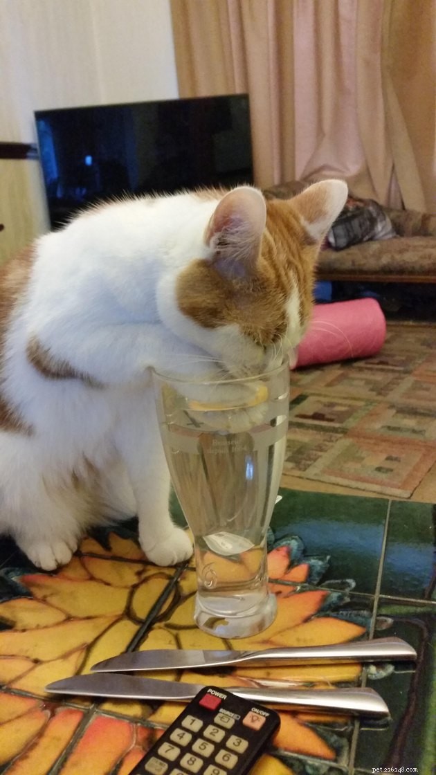 16 gatos totalmente obcecados por água