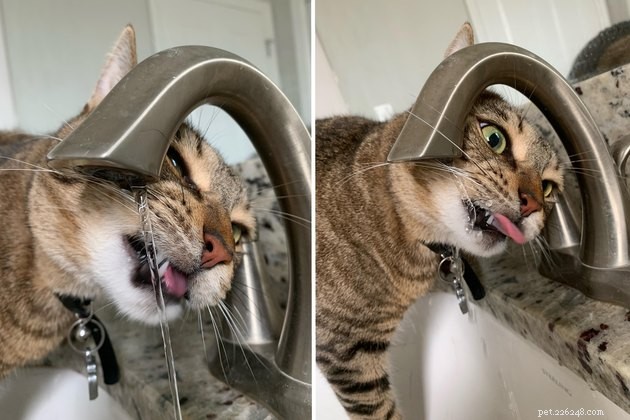 16 gatos totalmente obcecados por água