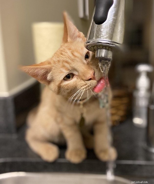 16 katter som är helt besatta av vatten