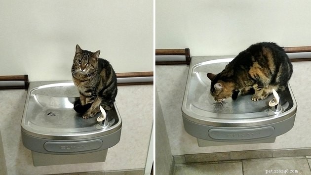 16 gatti totalmente ossessionati dall acqua