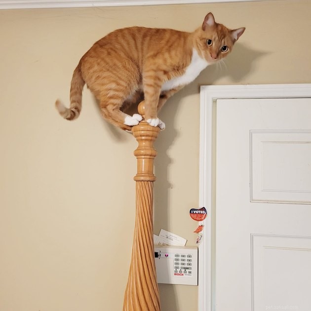 18 photos qui prouvent que les chats orange s amusent le plus