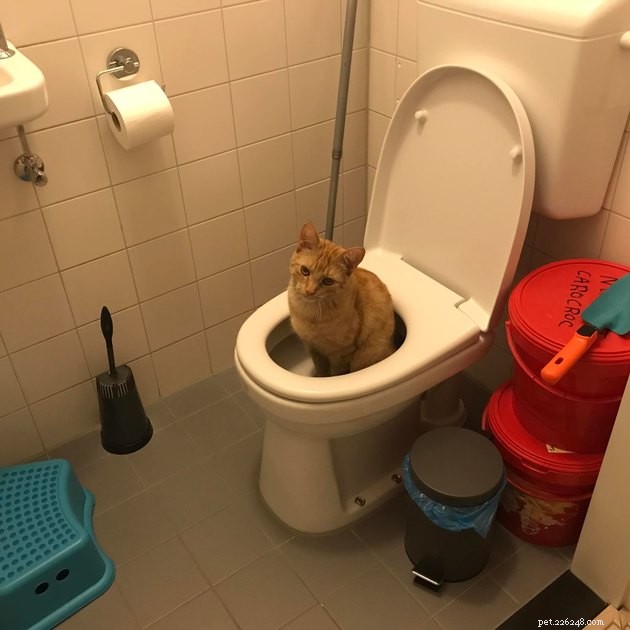 18 foto s die bewijzen dat oranje katten het meeste plezier hebben