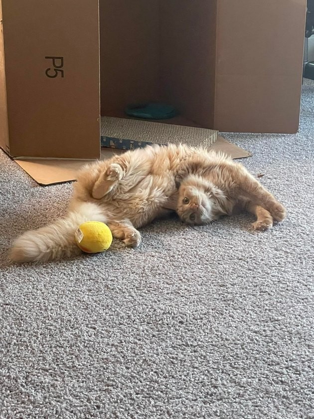 18 foto s die bewijzen dat oranje katten het meeste plezier hebben