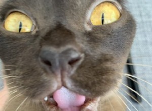 18 katten die de grappigste gezichten aller tijden maken