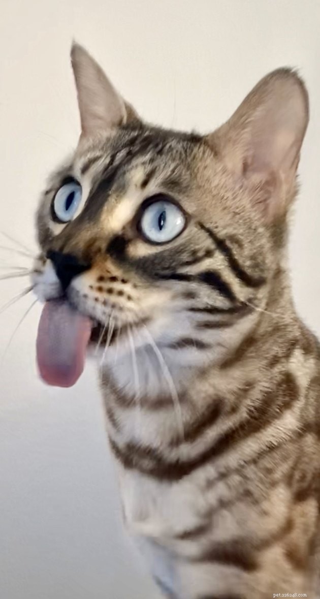 18 chats faisant les grimaces les plus drôles de tous les temps