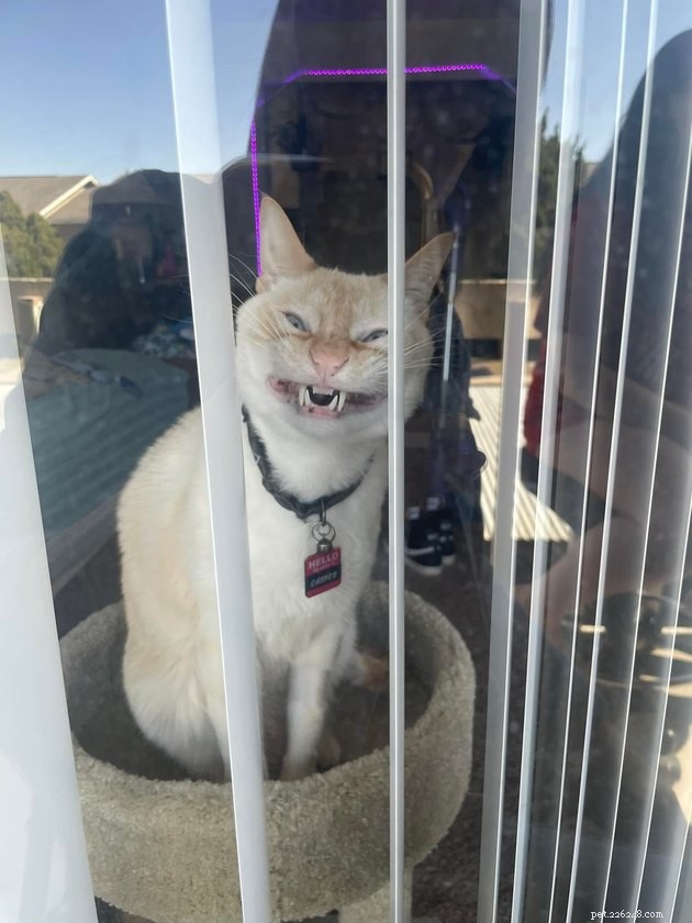 18 katten die de grappigste gezichten aller tijden maken