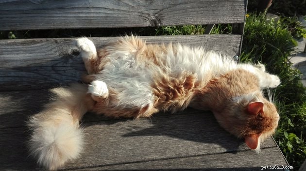 15 домашних животных наслаждаются весенним солнцем