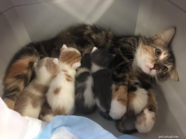 親子関係の現実に圧倒されている12匹の猫 