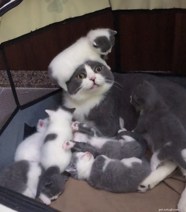 12 katten die overweldigd lijken door de realiteit van het ouderschap