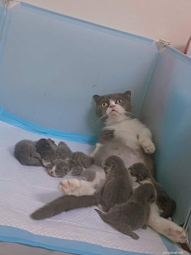 12 кошек, выглядящих подавленными реалиями родительства