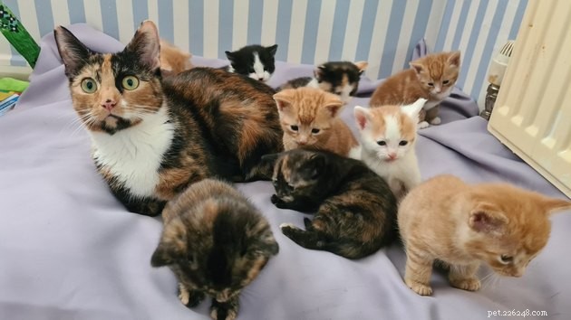12 gatti che sembrano sopraffatti dalla realtà della genitorialità