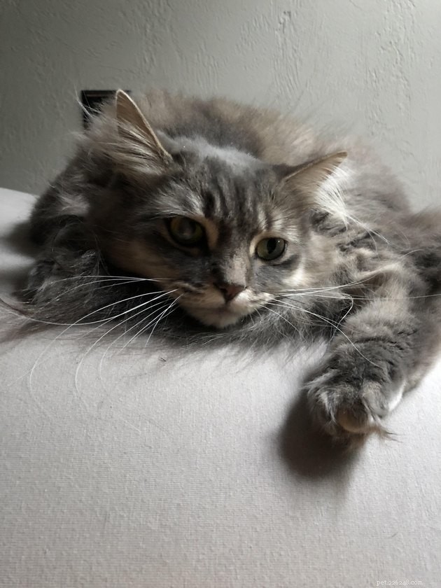 16 snorrende foto s van grijze katten