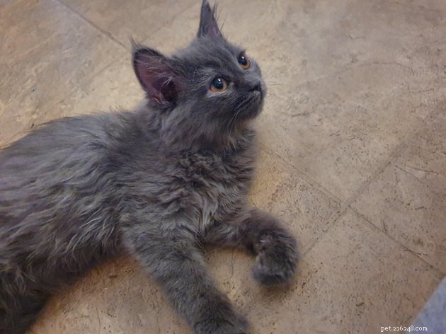 16 immagini perfette di gatti grigi
