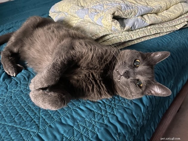 16 fotos perfeitas de gatos cinzentos