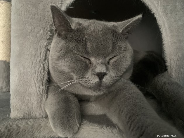 16 мурлыкающих фотографий серых кошек