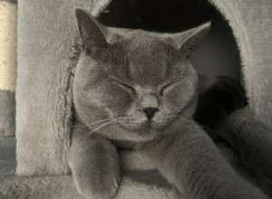 16 Purr-fect obrázků šedých koček