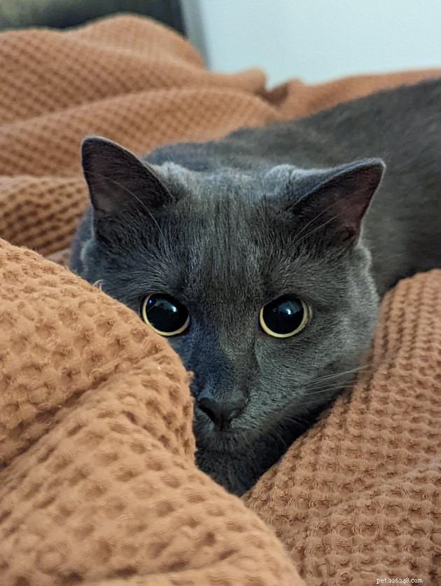 16 spinnande bilder av grå katter