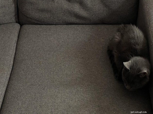 16 spinnande bilder av grå katter