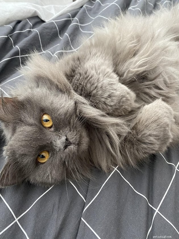灰色の猫の16のゴロゴロ写真 