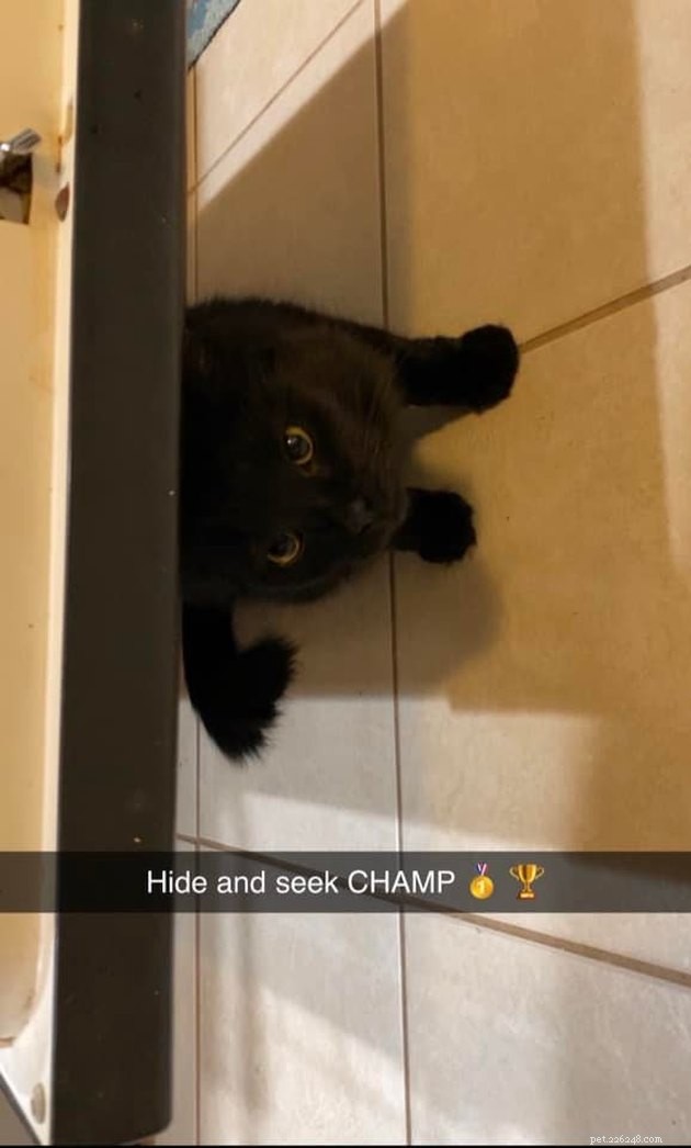Mensen delen hun zwarte katten favoriete schuilplaatsen en ze zijn te grappig