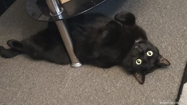 Folk delar sina svarta katters favoritgömställen och de är för roliga