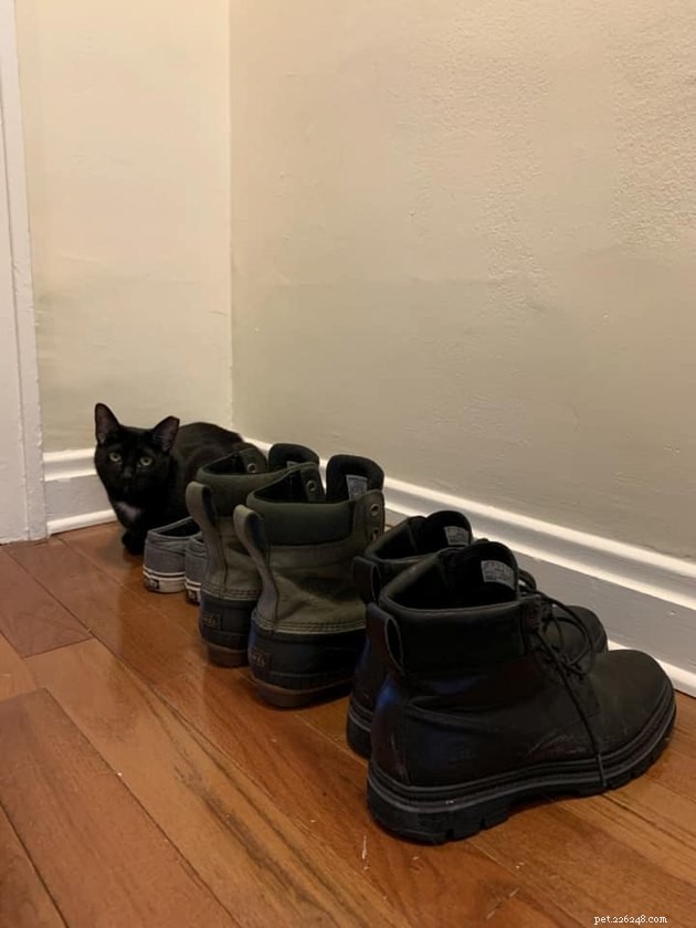 As pessoas estão compartilhando seus esconderijos favoritos de gatos pretos e eles são muito engraçados