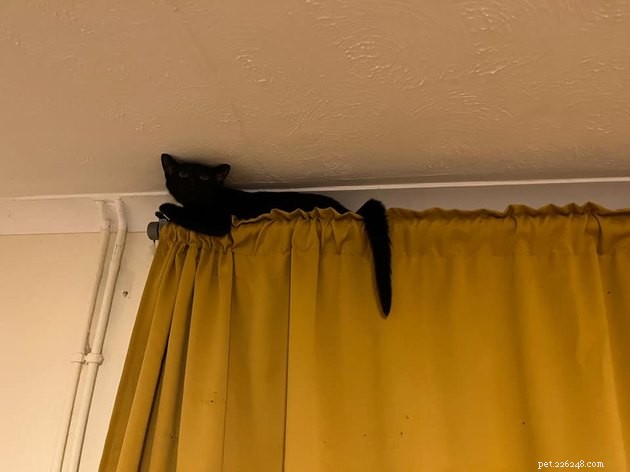 Mensen delen hun zwarte katten favoriete schuilplaatsen en ze zijn te grappig