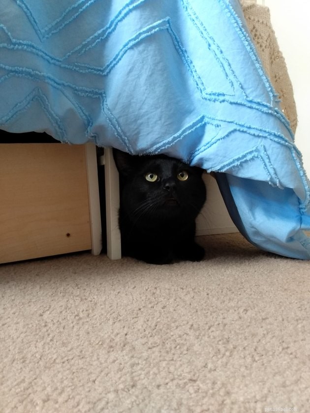 人々は黒猫のお気に入りの隠れ場所を共有していて、面白すぎる
