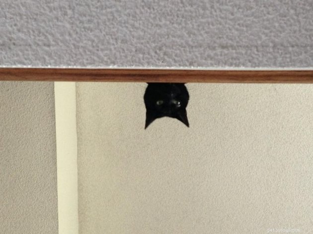 Люди делятся своими любимыми местами для укрытия черных кошек, и это слишком смешно 
