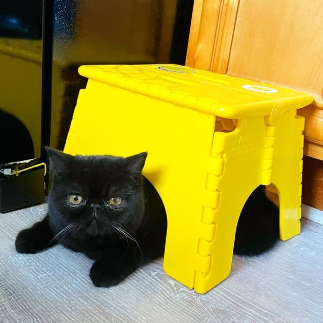 Люди делятся своими любимыми местами для укрытия черных кошек, и это слишком смешно 