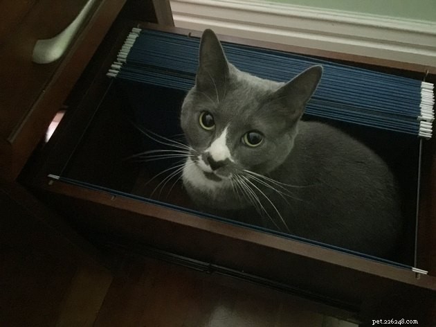 19 фотографий, доказывающих, что кошки — бесстрашные исследователи