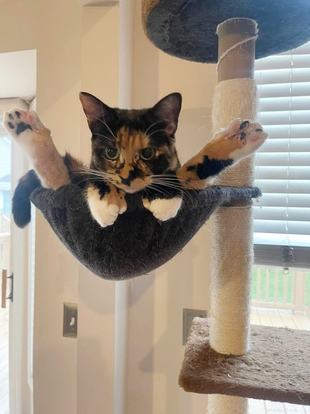 17 náhodných fotografií koček, které vám připomenou, proč jsou kočky nejlepší